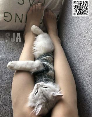 无良公会无水印版